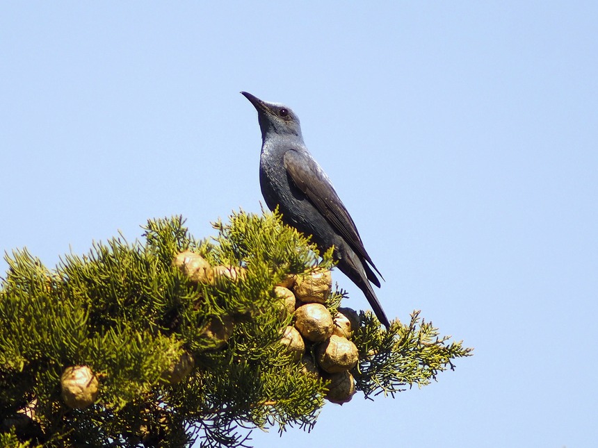 Passero solitario (Monticola solitarius - Turdidae)